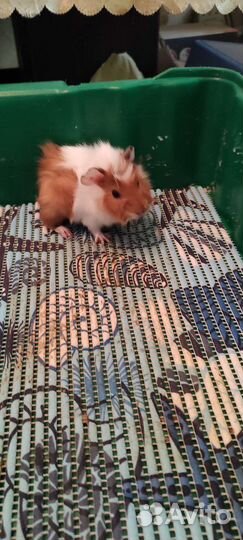 Морские свинки