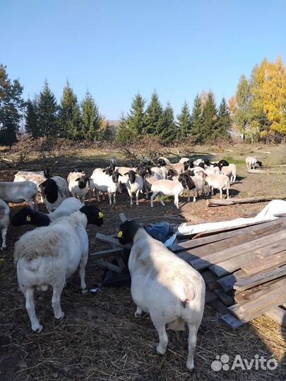 Овцы бараны ягнята дорпер