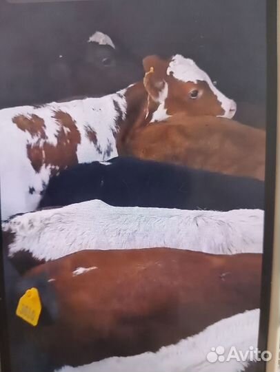 Телята бычки