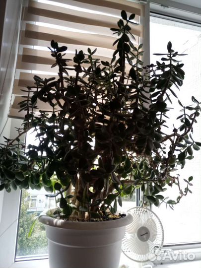 Толстянка денежное дерево