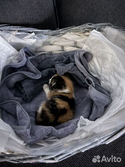 Котенок / кошечка