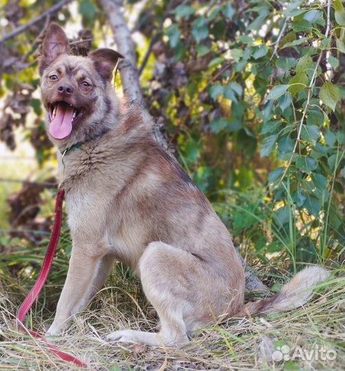 Собака в добрые руки отдам бесплатно
