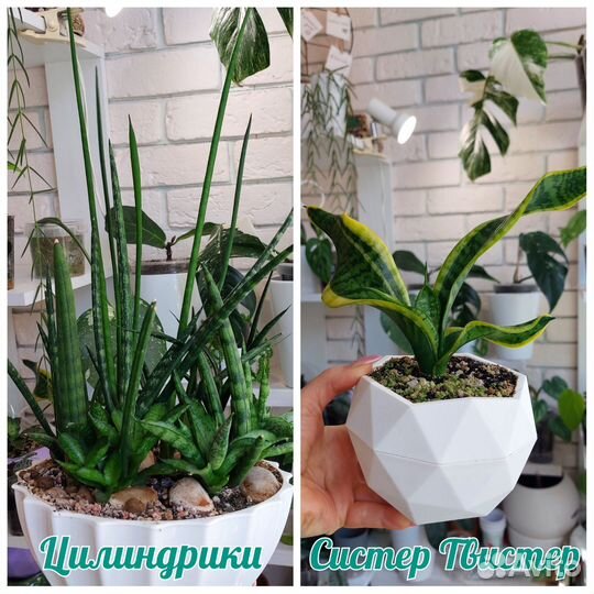 Сортовые сансевиерии