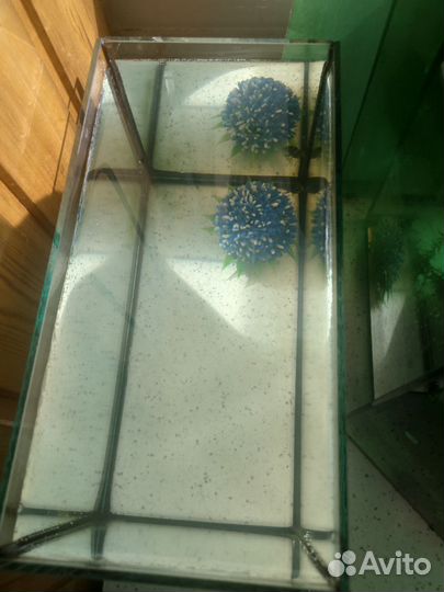 Аквариумные рыбки