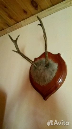 Чучело глухаря и рога, украшение на стену