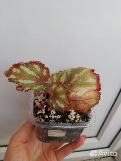 Бегонии декоративно лиственные