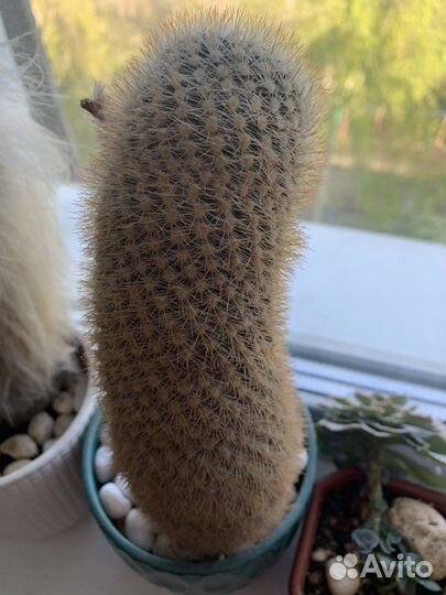 Семена кактуса