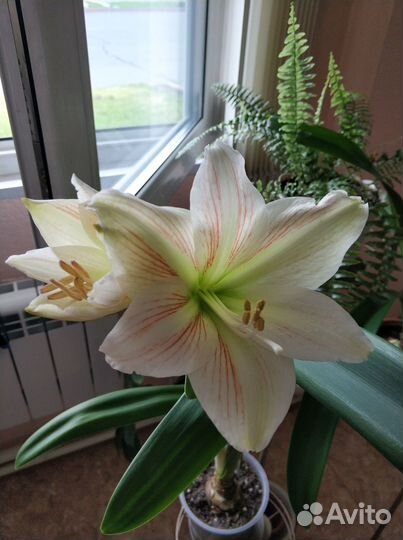 Гиппеаструмы