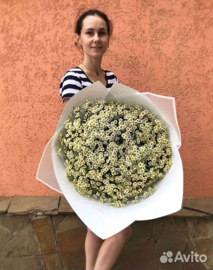 Цветы ромашки