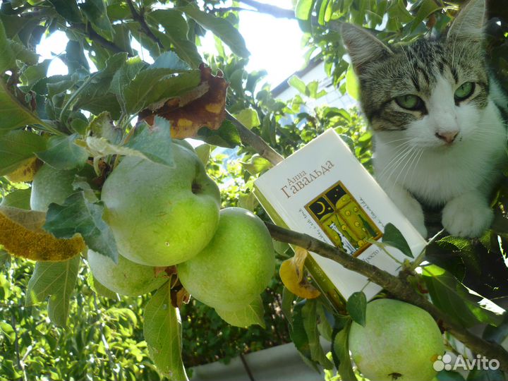 Книги для фанатов чтения