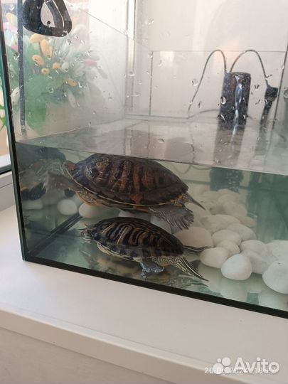 Красноухая черепаха