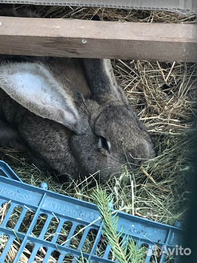 Кролики фландер, Великаны