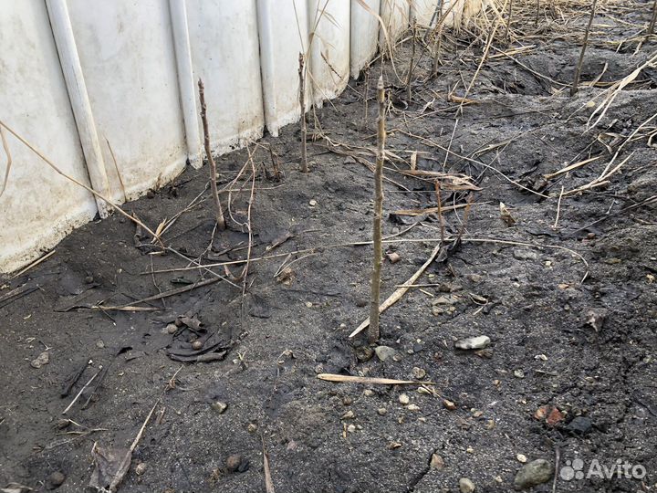 Саженцы грецкого ореха