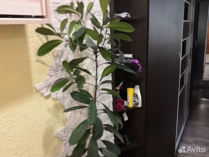 Фикус бокальчатолистный