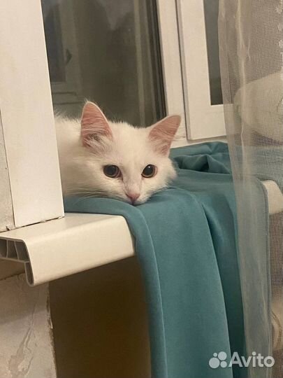 Кошечка в добрые руки