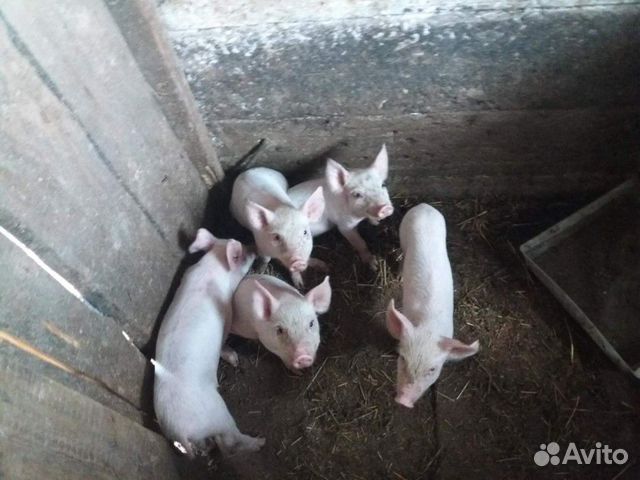 поросят от месяца до 2 в джанкойском районе. сельскохозяйственные животные. авито орел поросята. авито орел поросята. маленькие поросята дюрок ландрас.