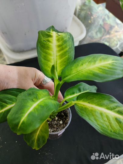 Диффенбахия расписная