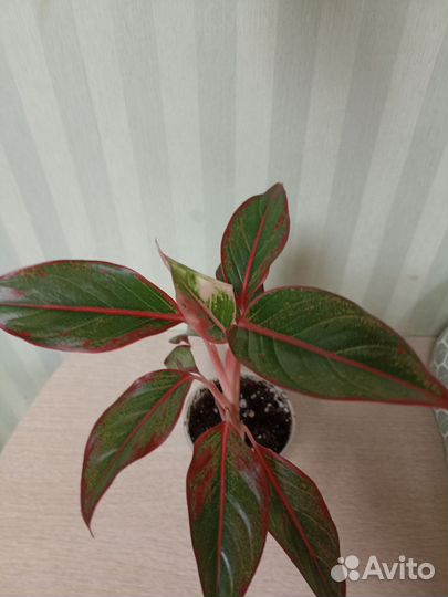 Аглаонема Крит