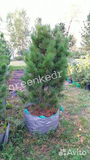 Саженцы Кедр Сибирский 130-170см Экстра класс