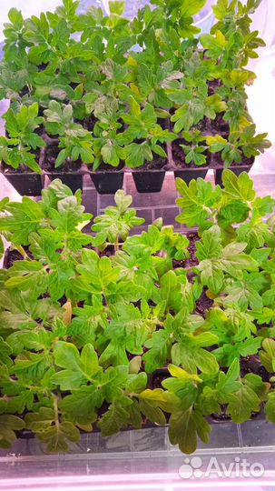 Томат пинокио семена