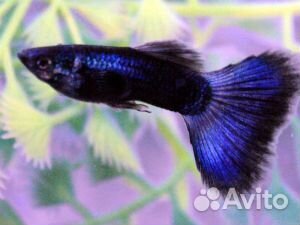 Гуппи(чистые линии), растения