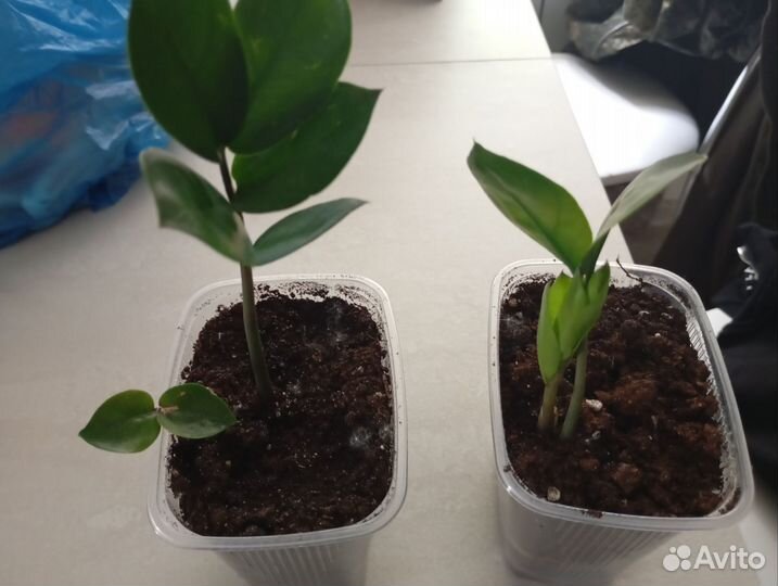 Замиокулькас