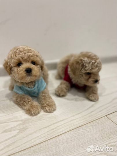 Мальтипу teacup micro teddy f1