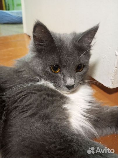Кошка