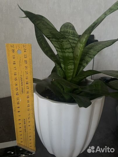 Растение с горшком