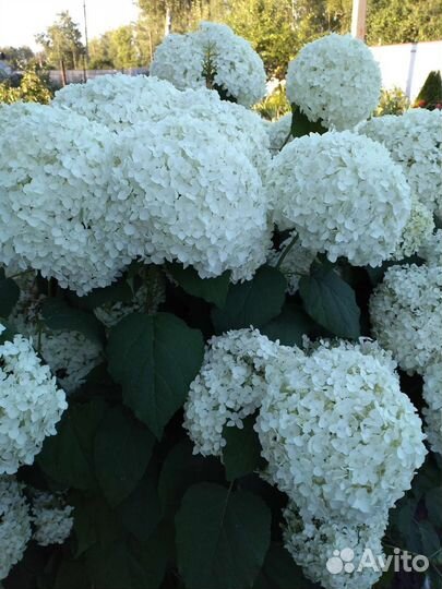 Гортензии древовидные, метельчатые, крупнолистные