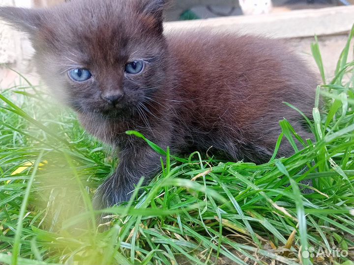 Котята (мальчики) в добрые руки