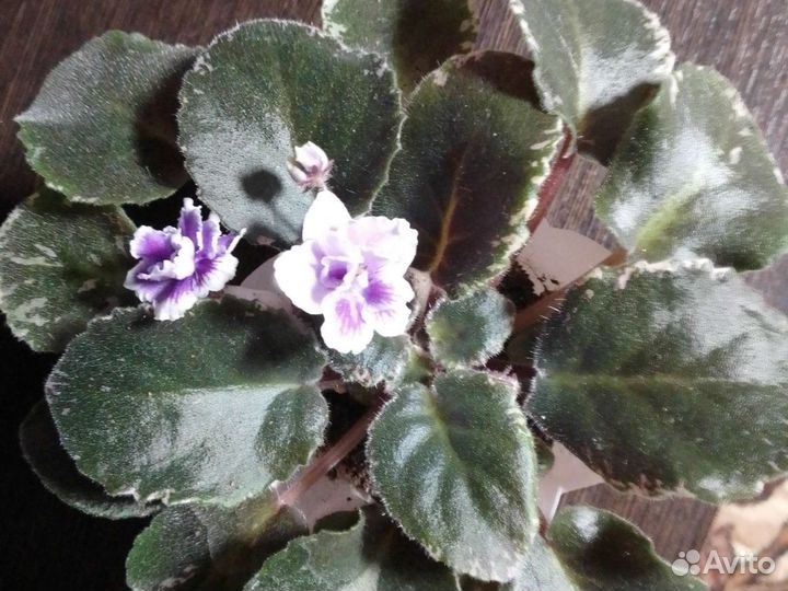 Фиалки цветущие