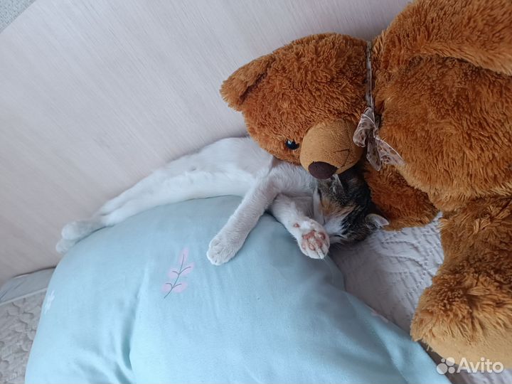 Кошки в добрые руки