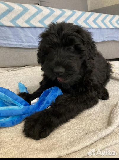 Собаки щенки