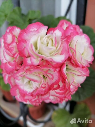 Пеларгония герань