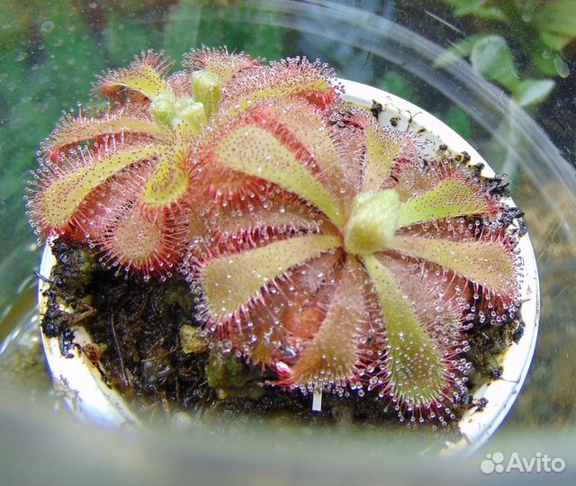 Росянки Алисии