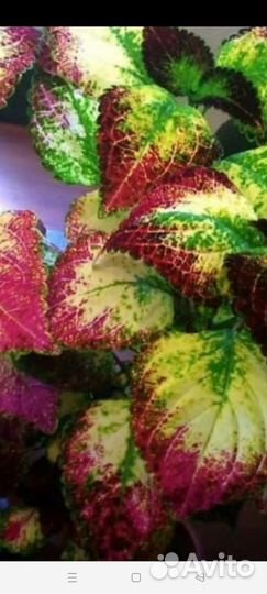 Аватар колеус