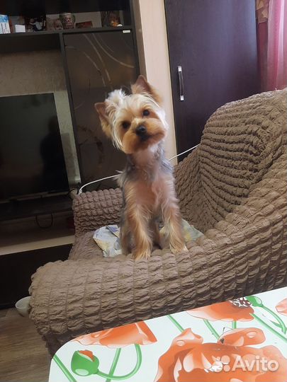 Йоркширский терьер