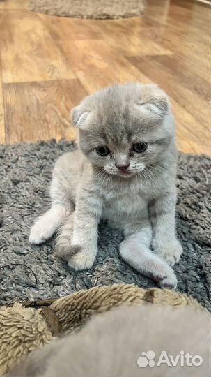 Шотландские котята