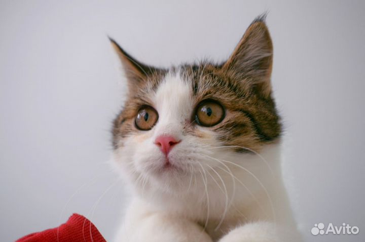 Шалун Гермес