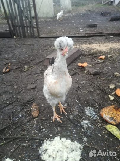 Куры домашние
