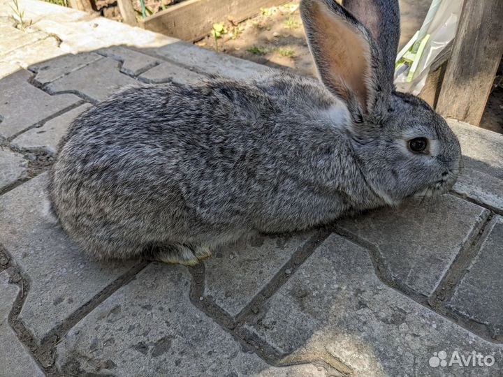 Кролики мясных пород