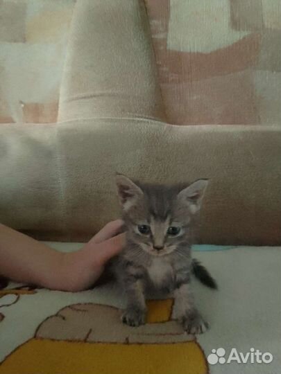 Отдам котенка в добрые руки