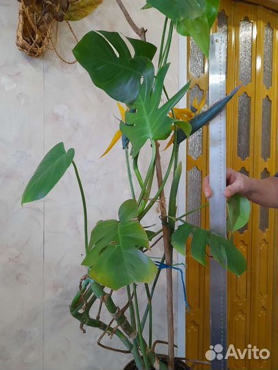 Черенки колиусов герани бальзамина 50р комн растен