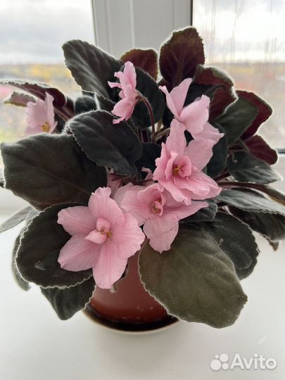 Фиалка, цветы домашние