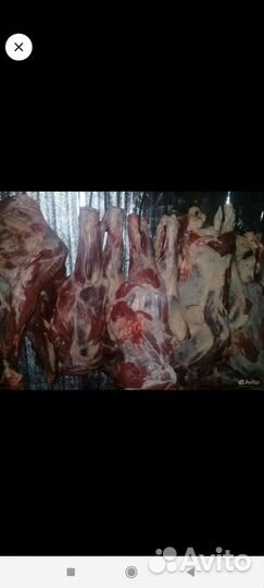 Мясо свинина домашняя не жирная