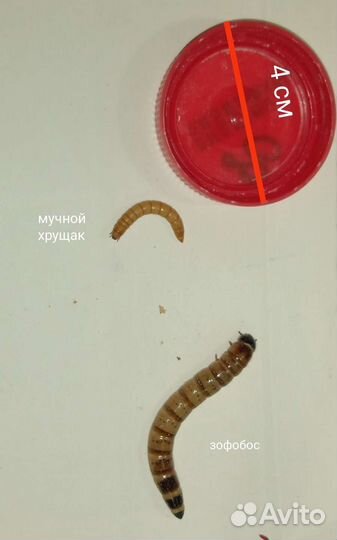 Кормовые насекомые - сверчки, тараканы, зофобос