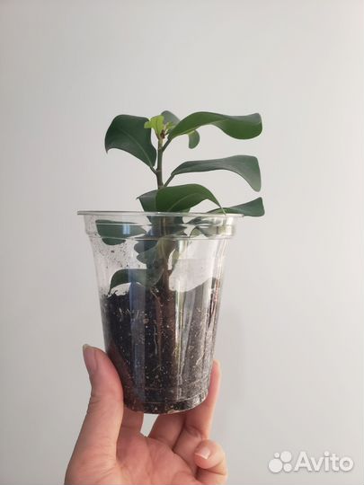 Комнатные цветы