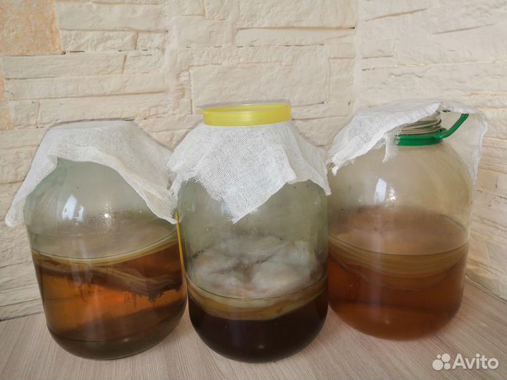 Чайный Гриб Комбуча