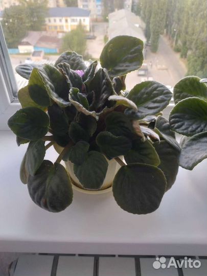 Сортовые фиалки